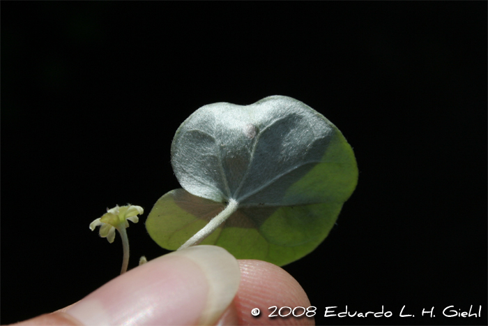 Dichondra sericea