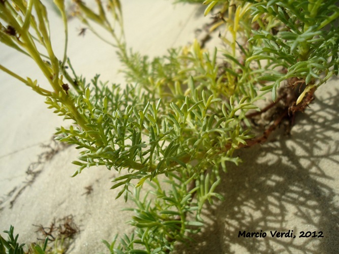 Senecio platensis