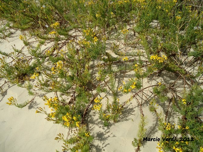 Senecio platensis