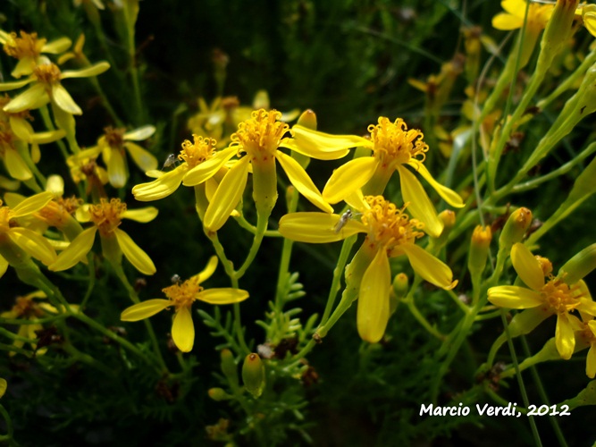 Senecio platensis