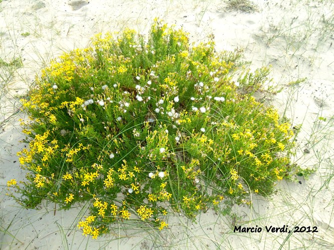 Senecio platensis