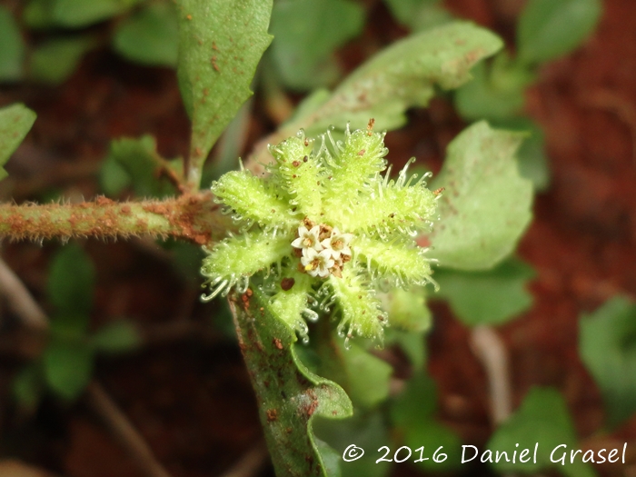 Acanthospermum australe