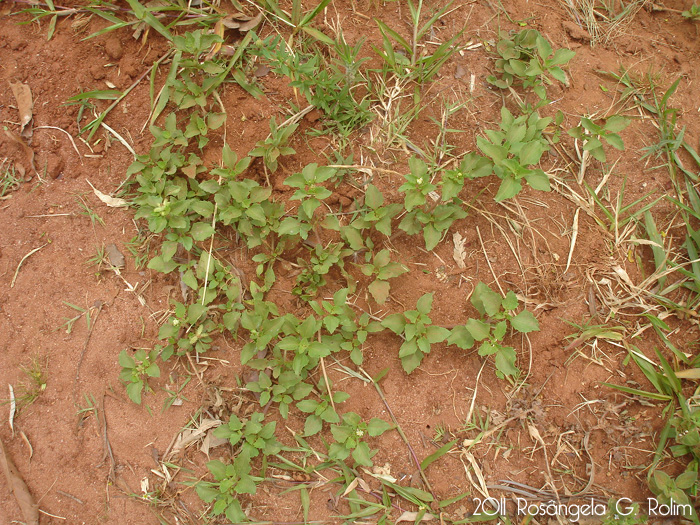 Acanthospermum australe