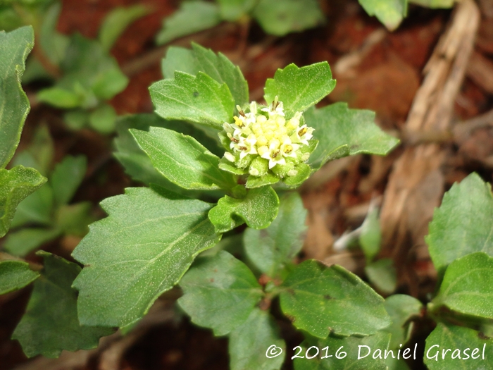 Acanthospermum australe