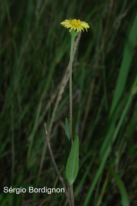 Eclipta megapotamica