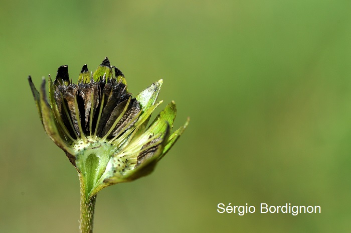 Eclipta megapotamica