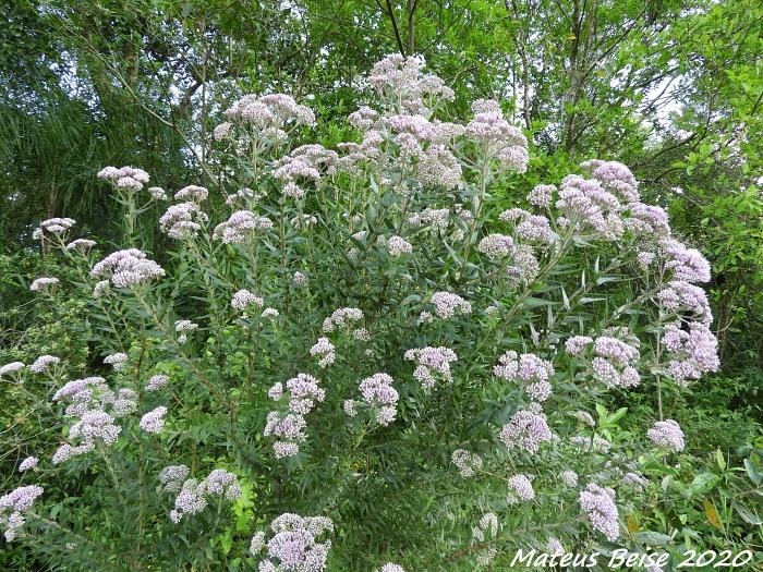 Eupatorium bupleurifolium