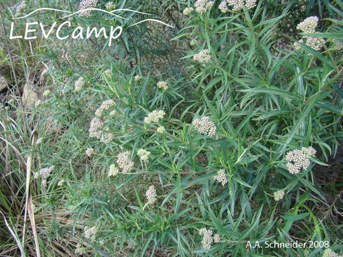 Eupatorium bupleurifolium