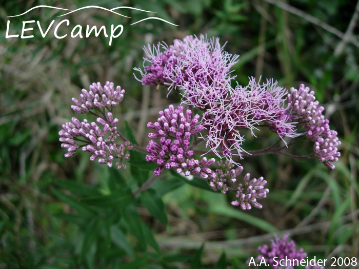 Eupatorium bupleurifolium