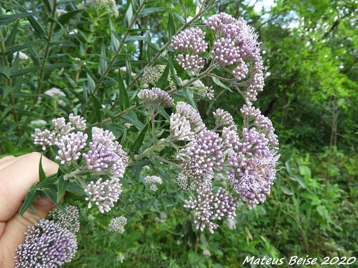 Eupatorium bupleurifolium