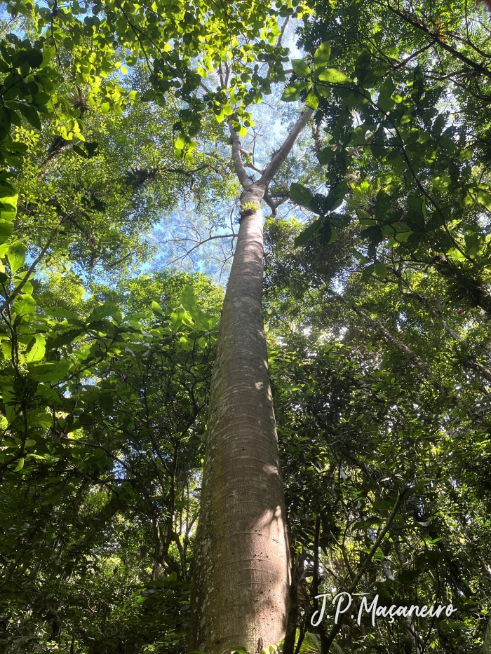 Schizolobium parahyba