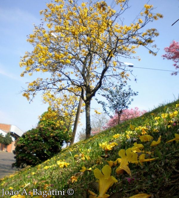 Handroanthus chrysotrichus