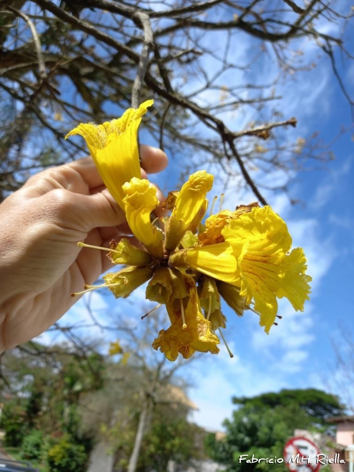 Handroanthus chrysotrichus