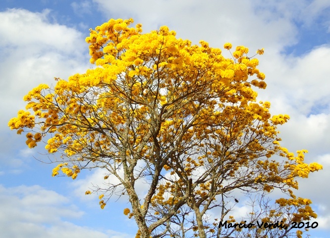 Handroanthus chrysotrichus