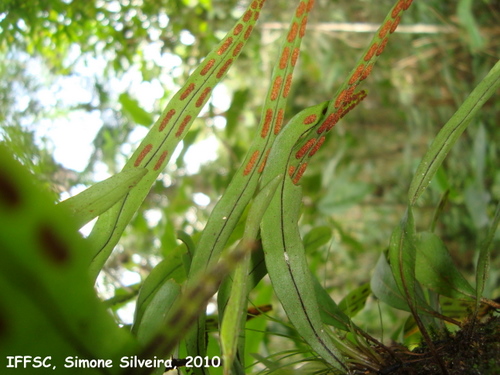 Pleopeltis astrolepis