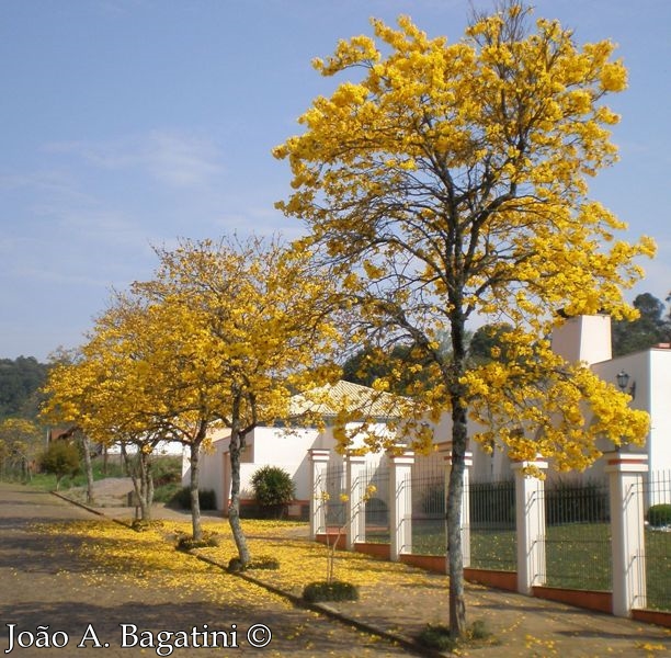 Handroanthus chrysotrichus