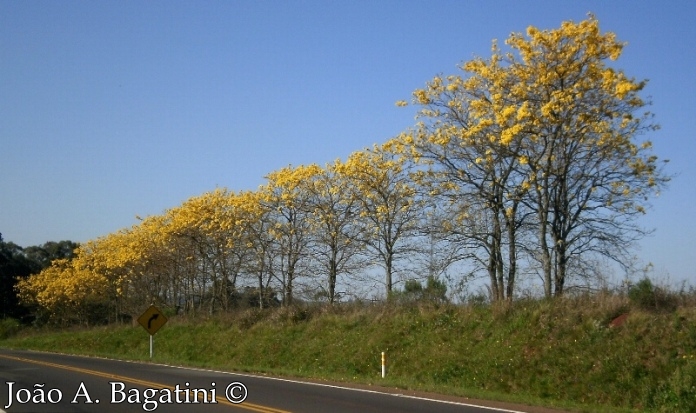 Handroanthus chrysotrichus