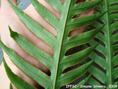 Pteris altissima