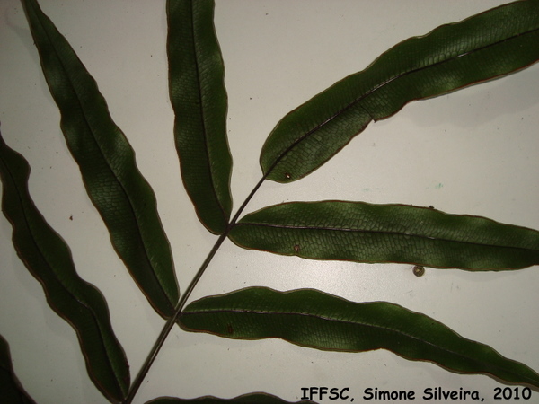 Pteris splendens