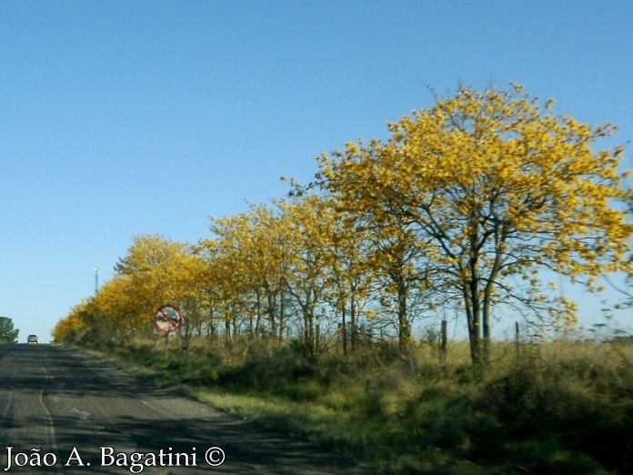 Handroanthus chrysotrichus