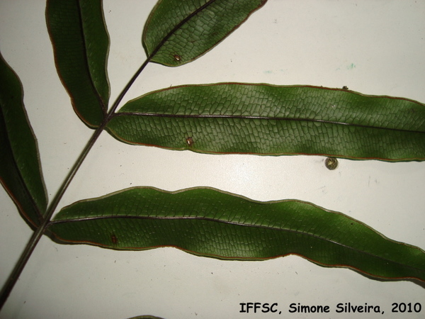 Pteris splendens