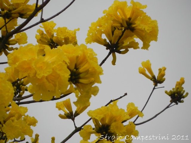 Handroanthus chrysotrichus