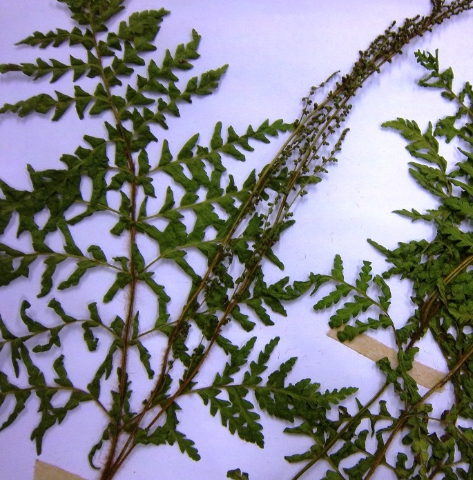 Anemia flexuosa