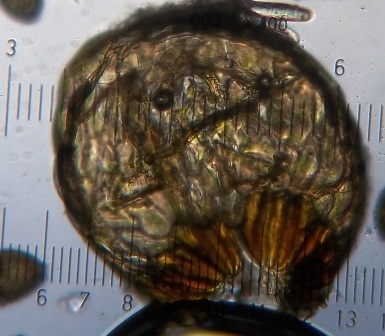 Anemia flexuosa