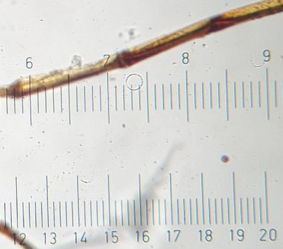 Anemia flexuosa