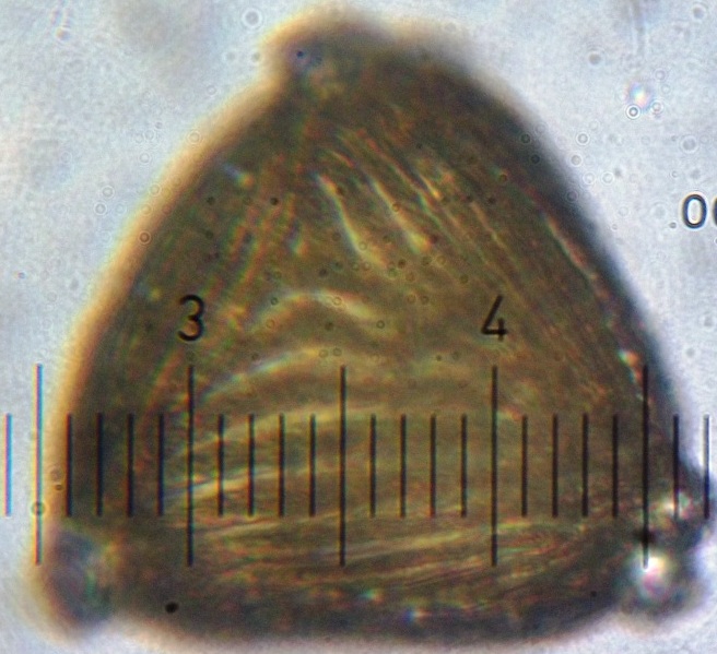 Anemia flexuosa