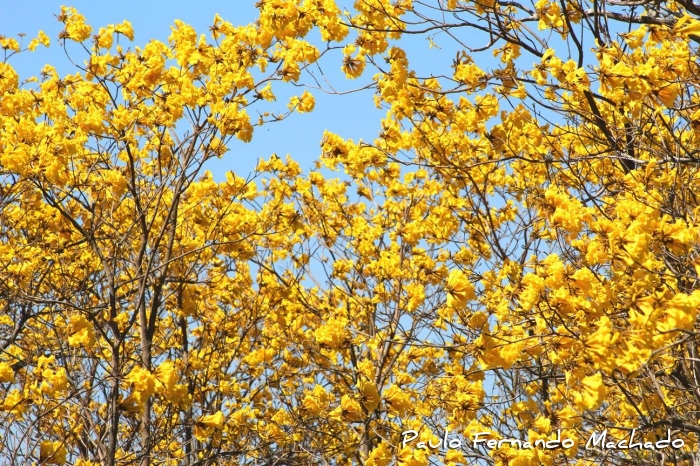 Handroanthus chrysotrichus