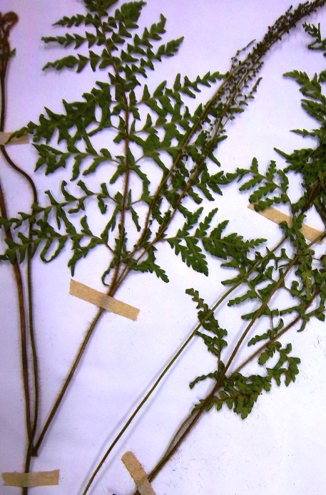 Anemia flexuosa