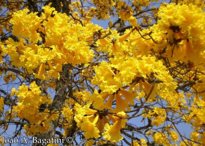 Handroanthus chrysotrichus