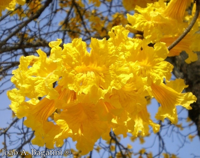 Handroanthus chrysotrichus