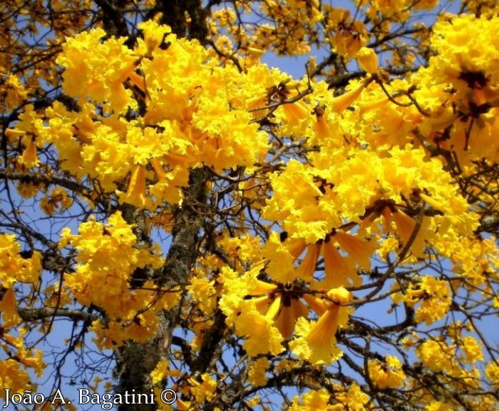 Handroanthus chrysotrichus