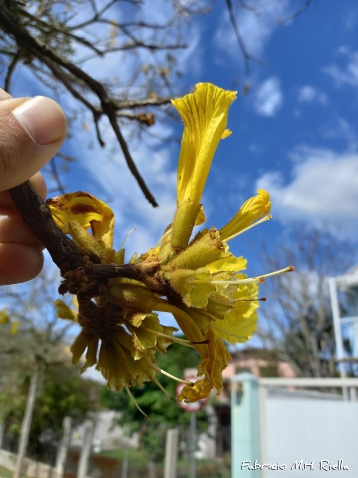 Handroanthus chrysotrichus