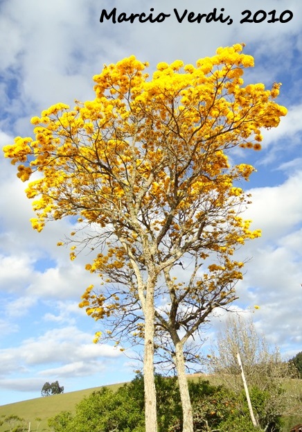 Handroanthus chrysotrichus