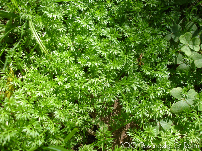 Soliva sessilis