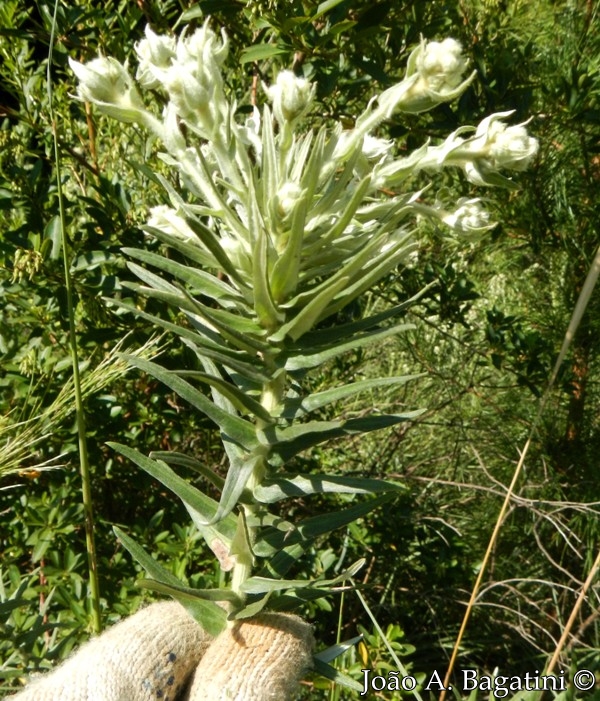 Baccharis leucopappa