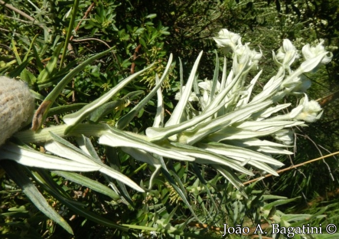 Baccharis leucopappa