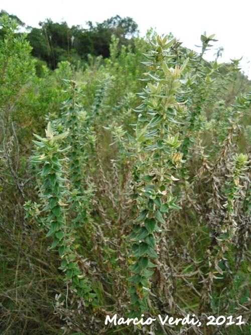 Baccharis leucopappa