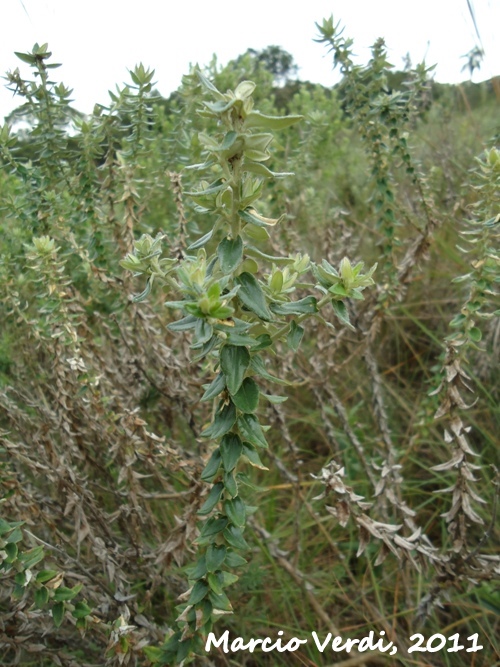 Baccharis leucopappa