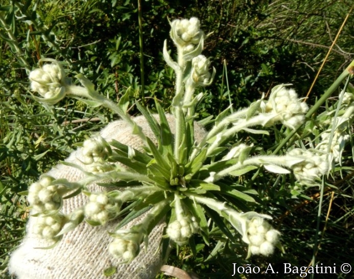 Baccharis leucopappa