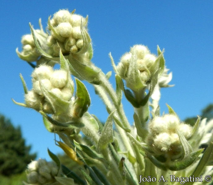 Baccharis leucopappa