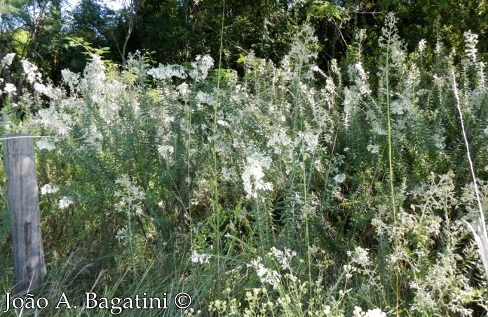 Baccharis leucopappa