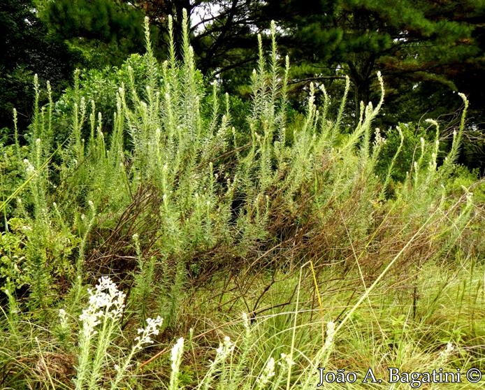 Baccharis leucopappa