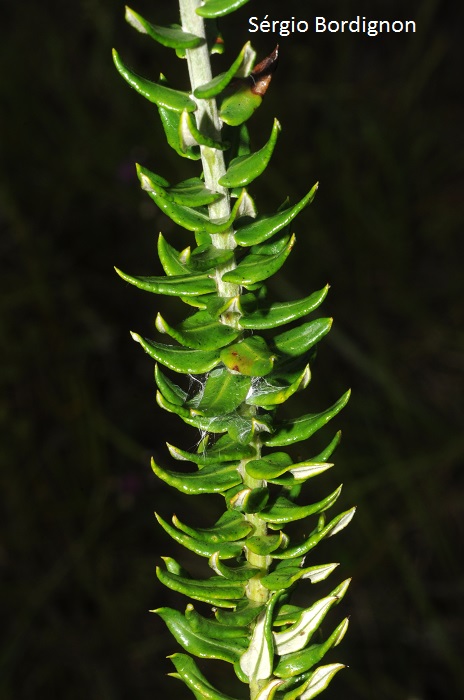 Baccharis leucopappa