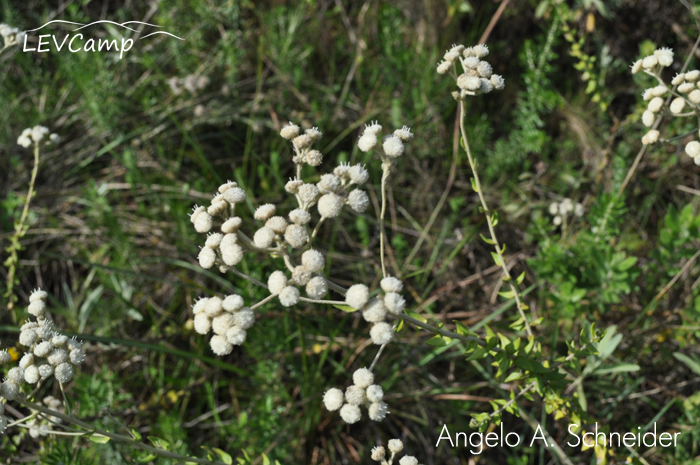 Baccharis leucopappa