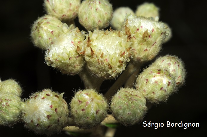 Baccharis leucopappa