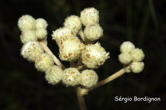 Baccharis leucopappa